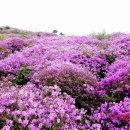 매산목장 이미지