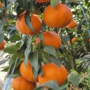 미나농장 이미지