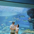 산호쉼터 | 오키나와 츄라우미수족관 입장권 예약방법/티켓할인/돌고래쇼 시간표/관람 코스 완벽가이드