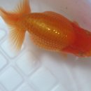 돼지두마리 이미지