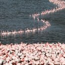 화려한 풀라밍고 행진(A flamboyance of flamingos ) ~ VOA(미국의 소리) 이미지