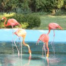 플라밍고 이미지