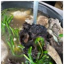 도깨비정원 이미지