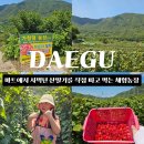 헐티로11길 | 따서 먹는 체험농장 | 6월 제철인 가창 산딸기체험 가창댐산딸기 아이랑 주말 나들이 다녀온 체험 후기