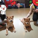 키워주시개 이미지