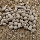 부실농장 이미지