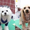 라미네살롱 이미지