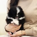 톰퍼피 강아지 분양 | 화성 강아지분양, 향남강아지분양 &#39;레아퍼피&#39; 후기 !!