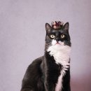 멋쟁이 헤어 이미지