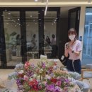 헤일비플라워