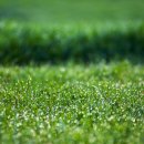 이슬목장 이미지