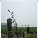 [20090704]김포 둘레길(하성면 마곡사거리~고촌면 평교다리) 도보탐사 - 2
