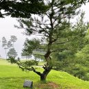 여름골프라운딩 2.삼척 산속같은 친환경 블랙벨리CC와 매봉산 바람의 언덕
