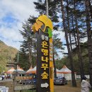 CU 홍천내면점 | 홍천 은행나무숲 한 달만 개방하는 10월 가을여행지 가볼만한곳