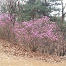 우면산3-29 이미지