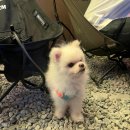 윤지애견 | 공릉 실내 캠핑장 루나캠프닉 공릉점, 애견 동반 고기 맛집 내돈내산 후기