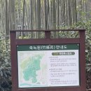 [전남 담양] 죽녹원 / 담양여행지추천 죽녹원 족욕장 대나무축제기간 방문후기 관방제림산책