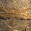 잠자리(Dragonfly)