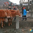 오향1리 뉴시스