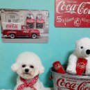 우다다 펫택시 이미지