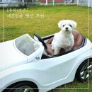 개이쁘개 | [충북/보은] 대전 근교 마당이 넓은 애견펜션 &#34;이쁘개즐겁개&#34; 솔직후기