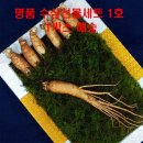 고려수삼 쇼핑하우