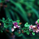 완도 예송리 상록수림 이미지