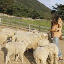 양한마리 이미지