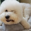 은하수 펫푸드 이미지