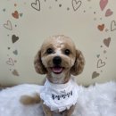 사랑펫살롱 | 서창동 몽셀펫살롱 말티푸 곰돌이컷 전체미용 후기 스파 즐기는 강아지