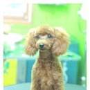 똘이펫 네이버블로그