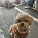 글랑하우스인애월 | [봉담/양식] 리옹 크림뇨끼맛집 내돈내산 후기