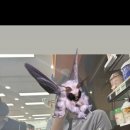 신제주 유도스쿨 이미지