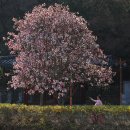 창녕 영산 만년교 이미지