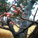 나라꽃안경 이미지