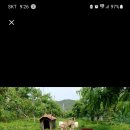 신비농장 이미지