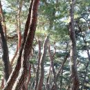 소나무숲 이미지