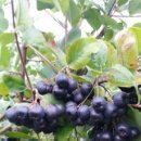 아로니아 이미지