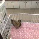 웰니스동물병원(롯데월드점) 이미지