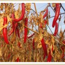 근정농장 이미지