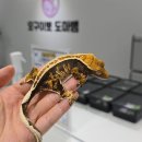 씨유 부천춘의현대점 | 춘의역파충류 알아보러 다녀온 부천파충류샵 오구이뽀 도마뱀 후기!!