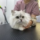 쥬디캣(Judy Cat) 이미지