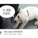 킁킁
