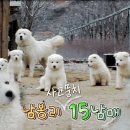 동물농장 이미지