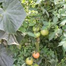 찬송농장 이미지