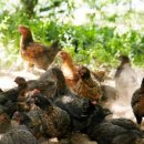 보늬숲밤농장 이미지