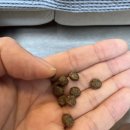 NEXT. SOFT | 기능성사료로 선택한 곤충단백질, 후코051soft 강아지 알러지사료 솔직 후기