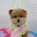 펫피파니 이미지