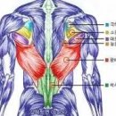 광진맥스스포츠 | [강변역 헬스장 구의역 헬스장] 광배 기능과 운동종류