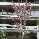 루프트(LUFT) | [도쿄산책] 하늘 위 숲속 정원 루프트바움(LUFTBAUM) 방문후기